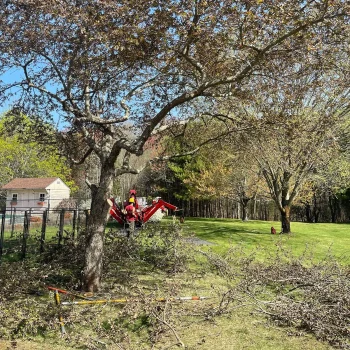 East-Coast-Tree-Service-tree-trimming-removal-b-1920w