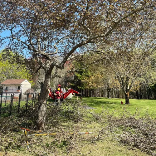 East-Coast-Tree-Service-tree-trimming-removal-b-1920w