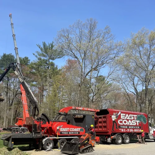 East-Coast-Tree-Service-tree-trimming-removal-g-1920w