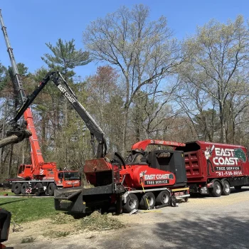 East-Coast-Tree-Service-tree-trimming-removal-h-1920w