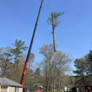 East-Coast-Tree-Service-tree-trimming-removal-j-1920w