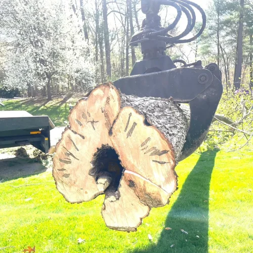 East-Coast-Tree-Service-tree-trimming-removal-l-1920w