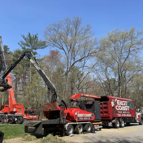 East-Coast-Tree-Service-tree-trimming-removal-m-1920w
