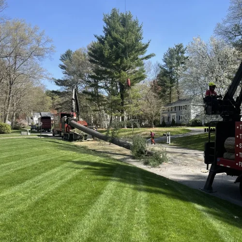 East-Coast-Tree-Service-tree-trimming-removal-p-1920w