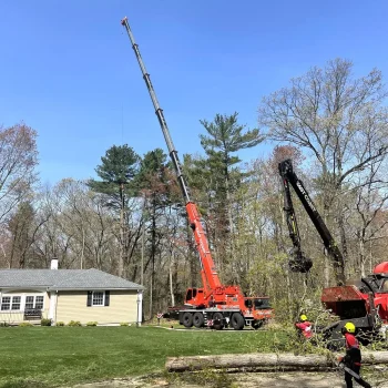 East-Coast-Tree-Service-tree-trimming-removal-q-1920w