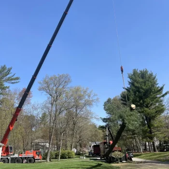 East-Coast-Tree-Service-tree-trimming-removal-rr-1920w