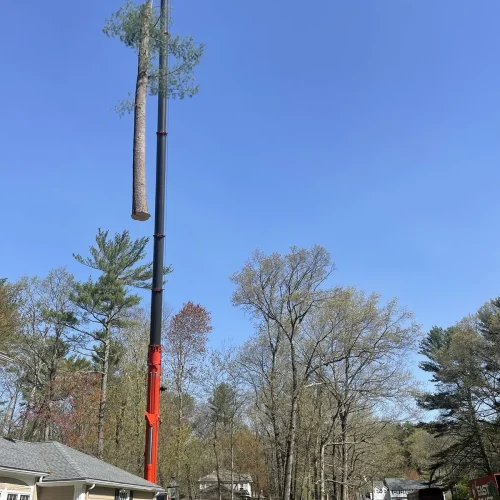 East-Coast-Tree-Service-tree-trimming-removal-u-1920w
