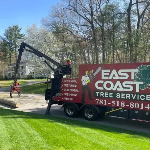 Tree Removal