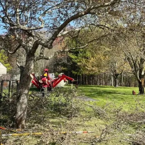 Tree Trimming