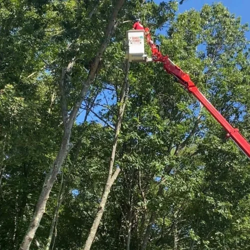 east-coast-tree-service-o-1920w