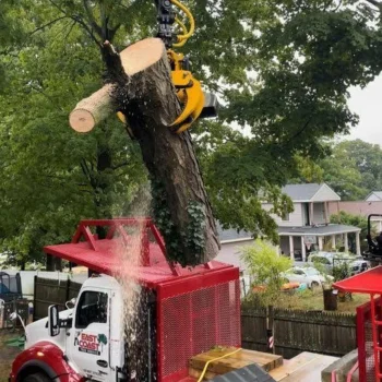 east-coast-tree-service-q-1920w
