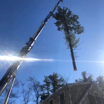 east-coast-tree-service-t-1920w