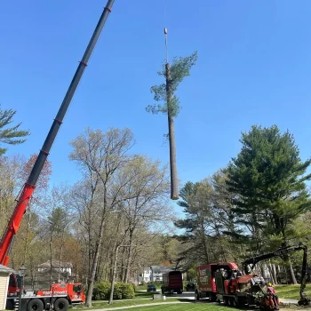 tree-removal-by-crane-a-1920w