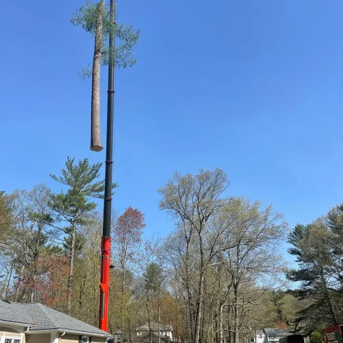 tree-removal-by-crane-b-1920w