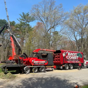 tree-removal-by-crane-d-1920w