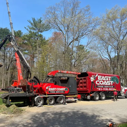tree-removal-by-crane-d-1920w