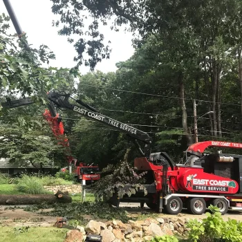 tree-trimming-crane-1920w