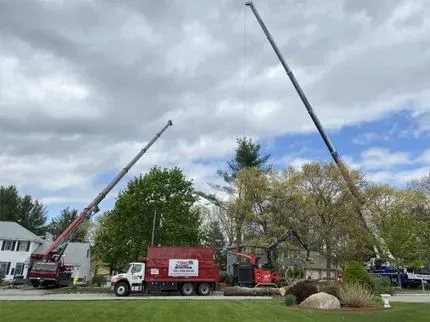 How a Reliable Tree Service Handles Emergency Tree Removal
