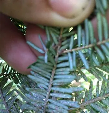 Top Signs of Declining Tree Health