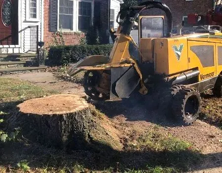 Why It’s Always Best to Eliminate Tree Stumps from Your Yard