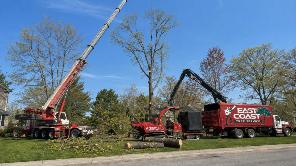 How Much Does Tree Removal Cost in Andover, MA? (2026 Prices)