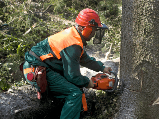Do You Need a Permit to Remove a Tree in Massachusetts?