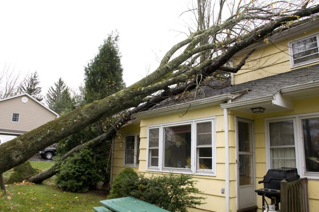 What to Do When a Tree Falls on Your House in Massachusetts?