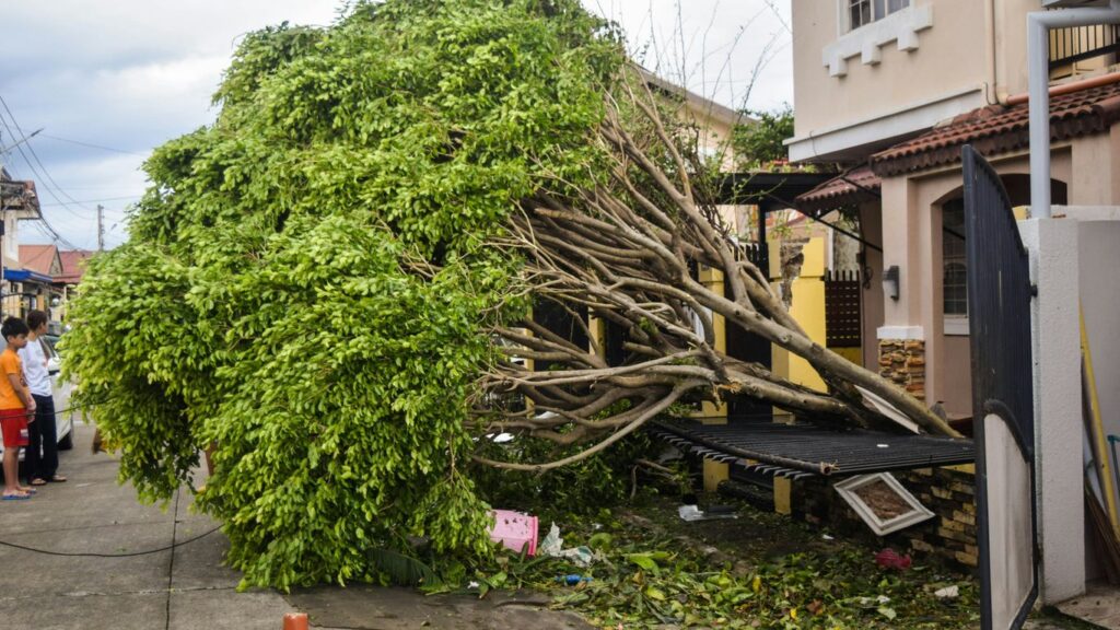 How Much Does Tree Removal Cost in Chelmsford, MA? (2026 Prices)