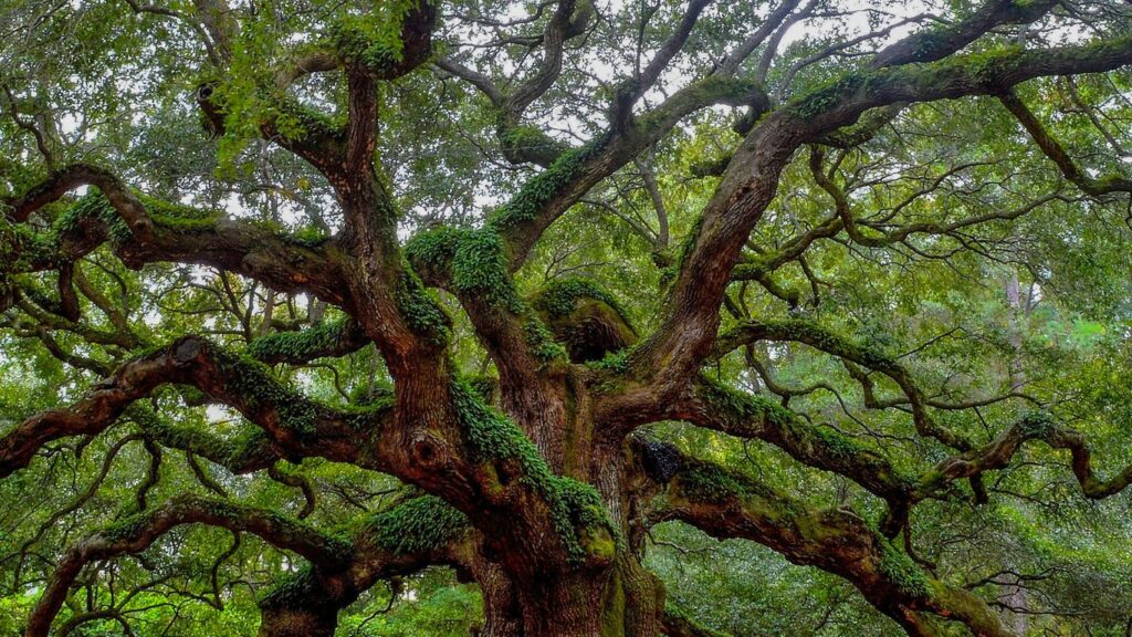 Oak Tree Removal Cost: Why Oaks Run Higher Than Any Other Tree