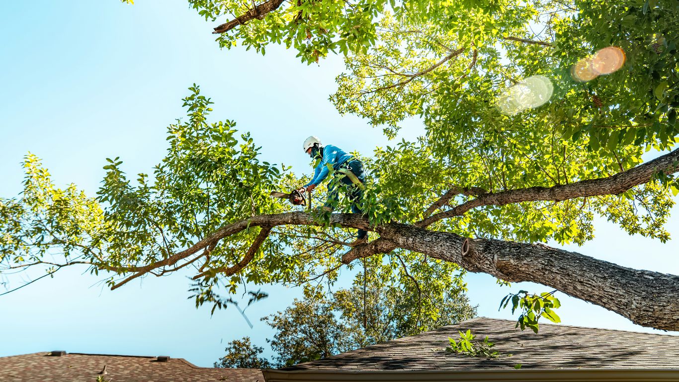 How Much Does Tree Removal Cost in Massachusetts? (2026 Price Guide)