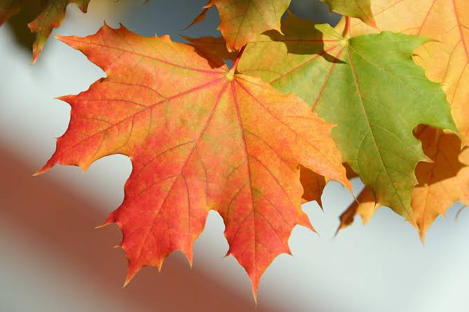 Sugar Maple vs Norway Maple vs Red Maple: A Massachusetts ID Guide