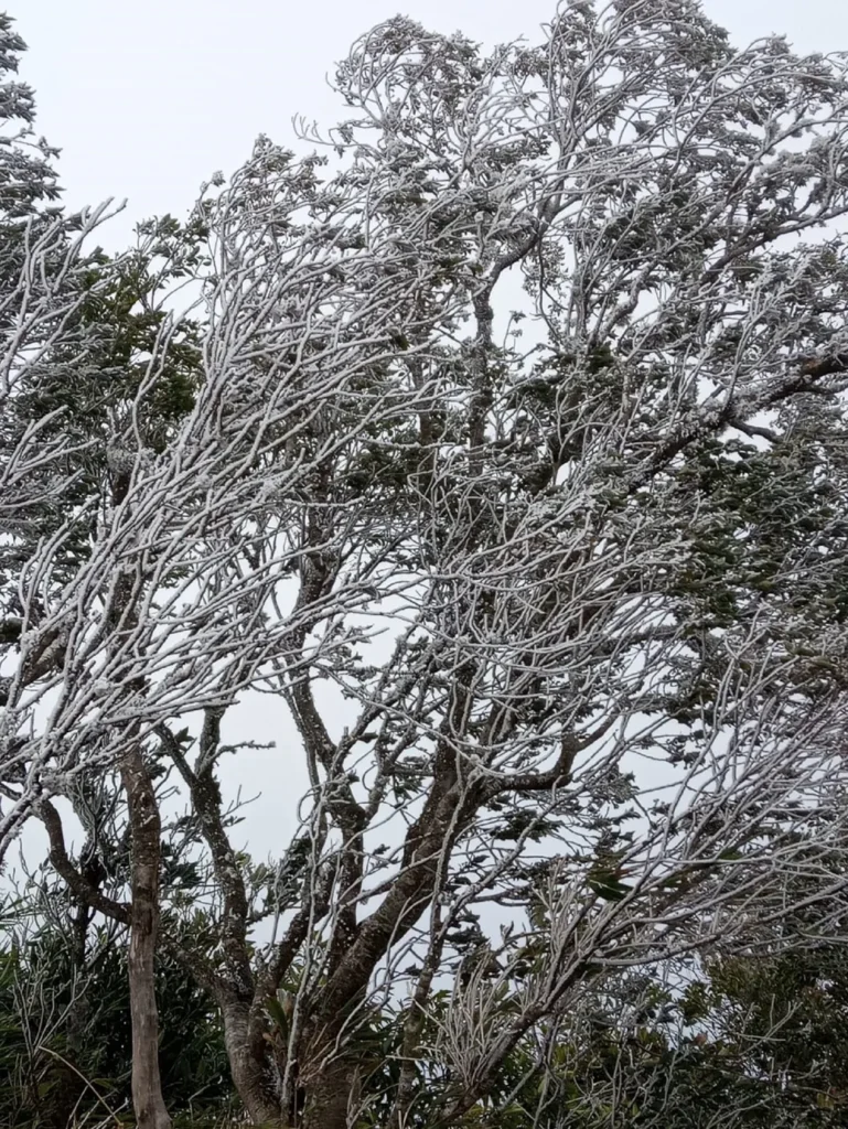 7 Signs a Tree Needs to Come Down Before the Next Nor’easter